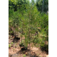 供应侧柏营养钵苗1.3-1.6米高 冠40-60公分 大量现货供应 电议价格 绿野苗木合作社