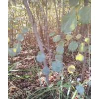 供应黄栌地径1-2公分 不带土球 大量现货装车 山东黄栌小苗 园林绿化树 电议价格 绿野苗木