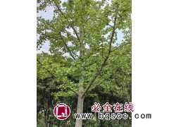2-100公分银杏树 银杏实生树 银杏嫁接树 邳州银杏价格 电议价格 行道树 广兴银杏基地图1