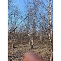 丛生白桦 4-9米 4-8枝条 多用途 风景庭院 园林观赏 荒山造林 电议价格 东北苗木 世成苗圃