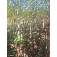小城黑杨 两根两杆十五万 小城黑 杨树 速生杨 荒山绿化树 城镇道路绿化树 电议价格 世成苗圃