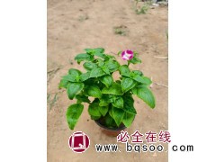 夏堇 一年生草本植物小区庭院公园造景绿化种植花坛花境点缀 电议价格 山合水花卉图1