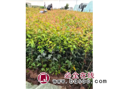 三角枫杯苗 全叶 50高左右 东北苗木 荒山绿化苗 园林绿化小苗建圃苗 电议价格 木森林苗圃图1