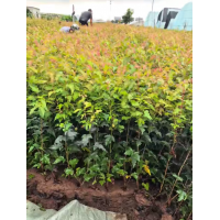 三角枫杯苗 全叶 50高左右 东北苗木 荒山绿化苗 园林绿化小苗建圃苗 电议价格 木森林苗圃