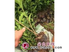 红王子锦带-红王子锦带价格_锦带杯苗 东北绿化苗 园林绿化小苗大量 电议价格 木森林苗圃图1