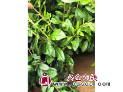 水蜡墩 60-80高 大垄种植 大量现货，电议价格 东北苗木 绿化苗 营口市鲅鱼圈区木森林苗圃图1
