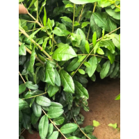 水蜡墩 60-80高 大垄种植 大量现货，电议价格 东北苗木 绿化苗 营口市鲅鱼圈区木森林苗圃