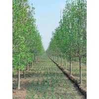 玉兰 10-15公分高杆假植玉兰 园林绿化树 工程道路 乡村绿化树 行道树 电议价格 博野永兴园林