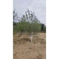 八棱海棠 6-8公分假植八棱海棠现货打号装车 博野苗木 园林绿化树 公园绿化树 永兴园林