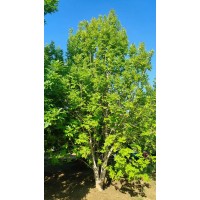 独本丛生金叶白蜡，假植苗、地苗都有，高度:5米-6米-7米-8米 电议价格 雪梅园林 城市绿化