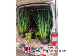 黄昌蒲,睡莲 常绿灌木盆栽湿地绿化植物 电议大量供应 电议价格 湖北苗木 水生植物图1