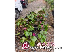 黄昌蒲，睡莲 常绿灌木盆栽湿地绿化植物 电议大量供应 电议价格 湖北苗木 水生植物图2