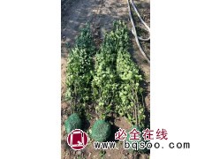 1.5米北海道黄杨 湖北黄杨 幼苗培种 北海道黄杨基地 绿篱墙植物 电议价格 园林绿化树图1