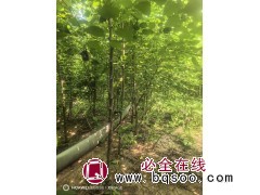 山杏苗 基地出售山杏 可绿化荒山 沙荒防护林 抗寒抗旱庭院小区园林绿化苗 电议价格 跃聪园林图1