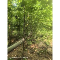 山杏苗 基地出售山杏 可绿化荒山 沙荒防护林 抗寒抗旱庭院小区园林绿化苗 电议价格 跃聪园林