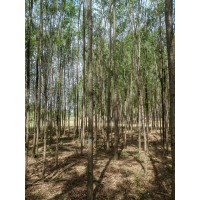 柳树 8-10柳树大量 公园河岸道路绿化树 城市绿化行道树 电议价格 东北苗木 园林绿化树