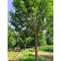 白蜡树 园林绿化行道树 城市道路 乡村绿化树 15-30公分白蜡量大 电议价格 雪梅园林绿化
