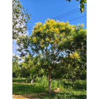 栾树 15-28公分栾树 规格齐全道路园林地栽风景树行道树绿化工程苗 电议价格 大汉绿洲