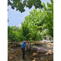 丛生榆叶梅 3米高丛生榆叶梅 大型苗木基地 苗圃直供 现挖现卖 公园绿化造景树 电议价格 大汉绿洲
