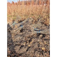 蒙古栎裸根苗 耐修剪易成活 蒙古栎 规格齐全 庭院小区园林绿化风景树多场景适用 世成苗木 电议
