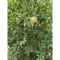 石榴树 丛生石榴树 花石榴 庭院绿化树 景观果树 小区市政绿化 树形优美耐寒 电议价格 广兴银杏