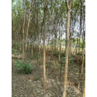 国槐树 清地处理原生国槐 6-10公分2000余棵 土球或裸根 绿化小树苗 绿野苗木 山东苗木基地