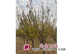 处理红梅10到12的 60棵需要的联系 红梅树 公园行道景区造景苗木 电议价格 鸿鑫苗木图1