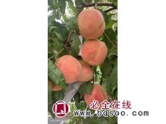 中桃22 桃树苗 桃苗现挖现卖 裂果现象少 南北方种植庭院小区园林绿化观赏果树 电议价格 鸿鑫苗木图1