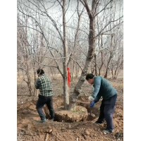 丛生乌桕 双杆乌桕 异形乌桕 矮杆乌桕 专供乌桕 园林绿化工程 景观树 电议价格 鸿丰生态