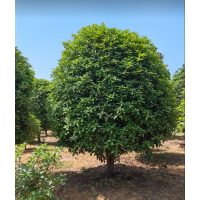 苗圃直销桂花树 大规格桂花价格 合肥天耀农林科技有限公司 庭院绿化景观树 电议价格