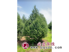 1-8米各种档次白皮松 自产自销白皮松 白皮松幼苗 电议价格 园林绿化树 金艺白皮松图1