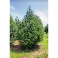 1-8米各种档次白皮松 自产自销白皮松 白皮松幼苗 电议价格 园林绿化树 金艺白皮松