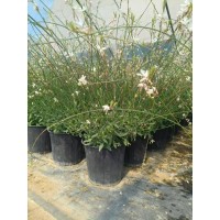 2加仑白花千鸟花 花卉多年生宿根 山桃草花苗 室外庭院花园花镜植物  电议价格 方正花卉