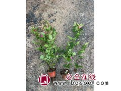 双色盆丰花月季 月季营养杯苗@青州花卉@泽鑫花卉苗木合作社 宿根花卉苗 电议价格图1