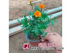 双色盆孔雀草 山东孔雀草（三色）钵苗 孔雀草苗大量供应 青州花卉 泽鑫花卉 电议价格图1