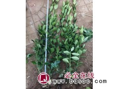 优质大叶黄杨,冬青卖了 青州市盈辰园艺场 园林绿化绿篱小苗 公园绿化 电议价格大量图1
