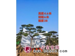 主营造型松@造型树价格表@造型松@汇赢园林@山东造型松 电议价格 售楼部高档造型树图1