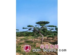造型黑松 基地供应 四季常青 庭院别墅造景 形态优美 观赏性高 规格齐全 电议价格 汇赢园林图1