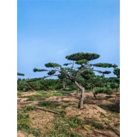 造型黑松 基地供应 四季常青 庭院别墅造景 形态优美 观赏性高 规格齐全 电议价格 汇赢园林