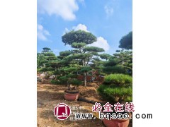 黑松 基地供应园林景区观赏松树 造型黑松 景松 3-10米供选 树形优美 电议价格 汇赢园林图1