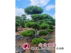 造型黑松 基地直供 别墅庭院造景观赏树 大小规格齐全 形态优美 电议价格 汇赢园林 庭院树图1