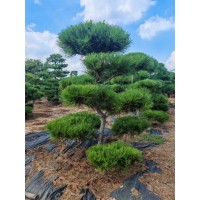 造型黑松 基地直供 别墅庭院造景观赏树 大小规格齐全 形态优美 电议价格 汇赢园林 庭院树