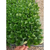 长寿花 出售长寿花穴盘苗（红，黄，粉，紫，橙，）园林绿化工程地被植物 电议价格 正艳花卉
