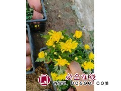 菊花 国庆菊 供应各类菊花品种绿化小苗花境点缀 观赏价值较高 电议大量现货 美都花卉图1