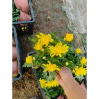 菊花 国庆菊 供应各类菊花品种绿化小苗花境点缀 观赏价值较高 电议大量现货 美都花卉