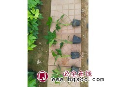 八角金盘杯苗 常年供应八角金盘 基地种植 园林绿化工程造景苗木 美都花卉 电议价格图1