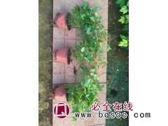 火焰南天竹 基地现挖 道路绿化工程使用 冠幅30cm 成活率高 产地批发 美都花卉 电议大量图1