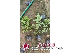 四季玫瑰 大棵苗 多分枝 夏秋赏花 秋冬看果 冬春赏枝 可四季观赏 美都花卉苗木 电议价格大量图1