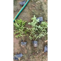四季玫瑰 大棵苗 多分枝 夏秋赏花 秋冬看果 冬春赏枝 可四季观赏 美都花卉苗木 电议价格大量