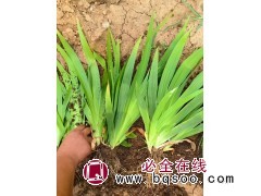 优质地栽蓝鸢尾 花镜花坛花海配植苗木 基地量大自产自销 园林绿化地被栽植 美都花卉 电议图1